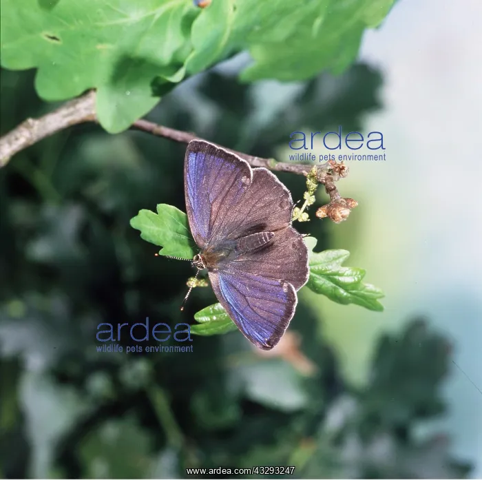 : Purple Hairstreak BUTTERFLY : Purple Hairstreak BUTTERFLY