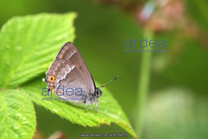 : Purple Hairstreak Butterfly in summer : Purple Hairstreak Butterfly in summer