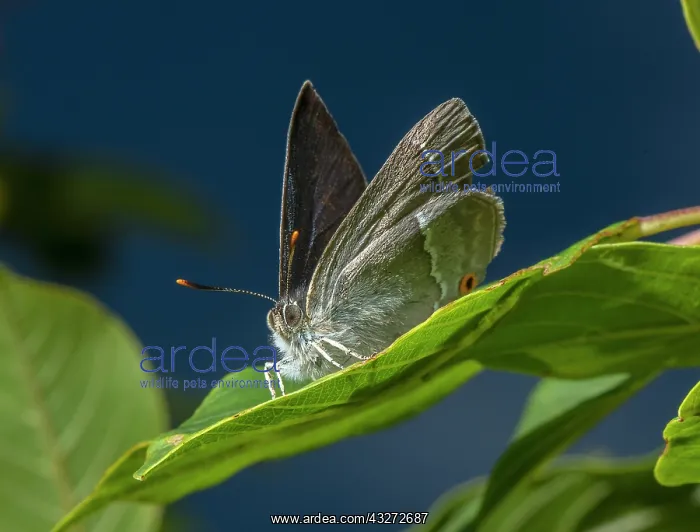 : Purple Hairstreak, Favonius quercus, feeding on : Purple Hairstreak, Favonius quercus, feeding on