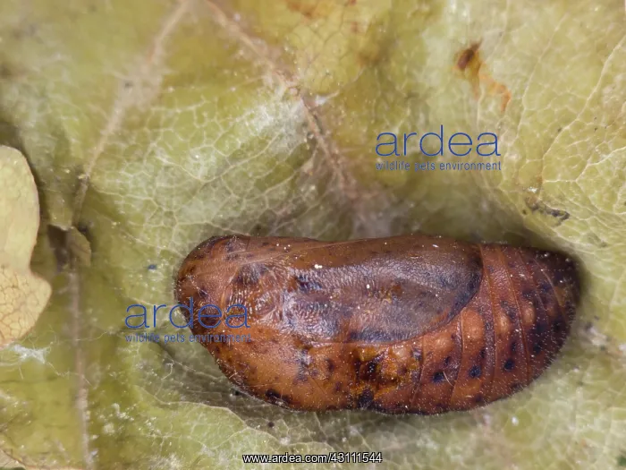 : Oak. Purple Hairstreak (Neozephyrus quercus) chrysalis on an unidentified oak : Oak. Purple Hairstreak (Neozephyrus quercus) chrysalis on an unidentified oak