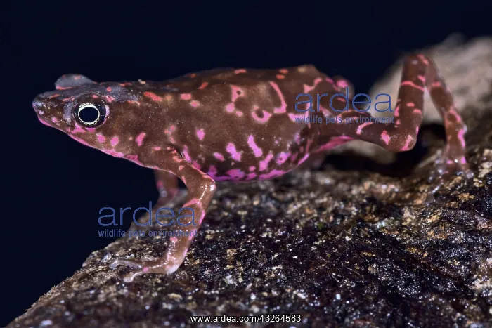: Purple harlequin Toad (Atelopus spumarius barbotini) : Purple harlequin Toad (Atelopus spumarius barbotini)