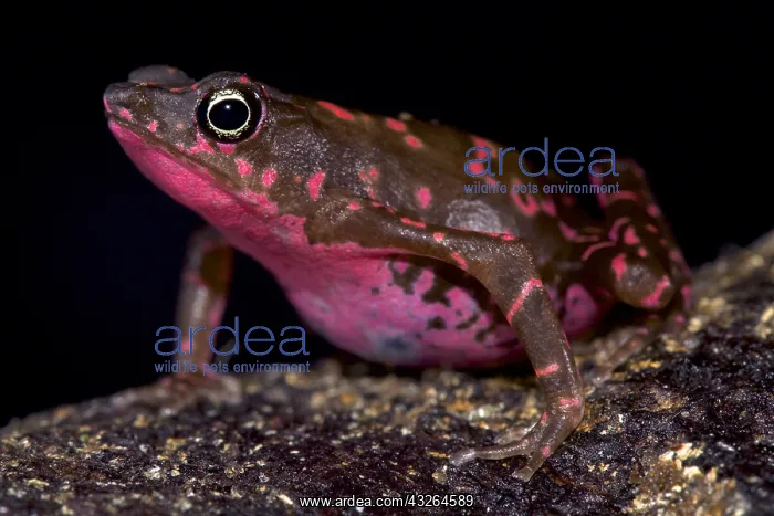 : Purple harlequin Toad (Atelopus spumarius barbotini) : Purple harlequin Toad (Atelopus spumarius barbotini)