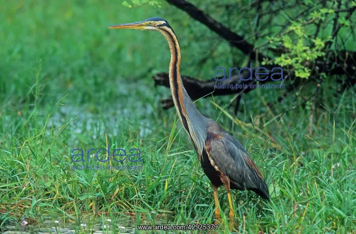 : Purple Heron : Purple Heron