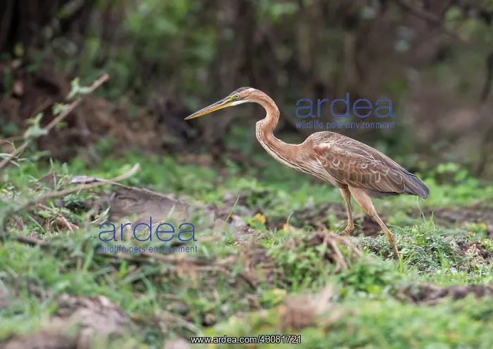 : Purple Heron : Purple Heron