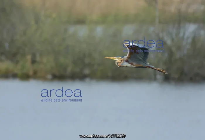: Purple Heron : Purple Heron
