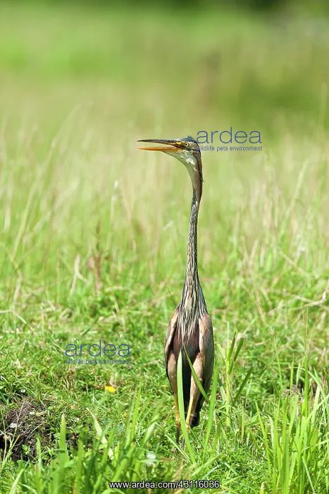 : Purple Heron : Purple Heron