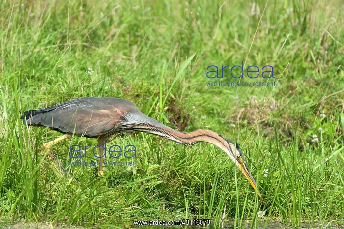 : Purple Heron : Purple Heron