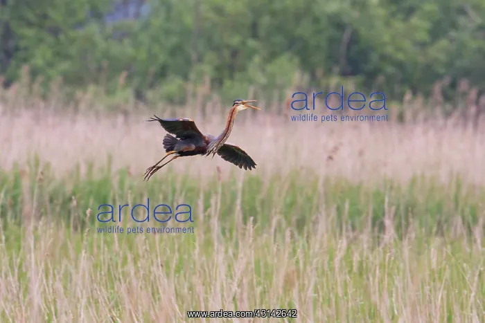 : Purple Heron : Purple Heron