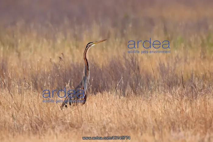 : Purple Heron : Purple Heron