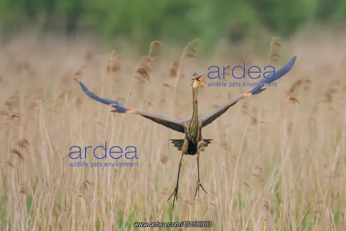 : Purple Heron : Purple Heron