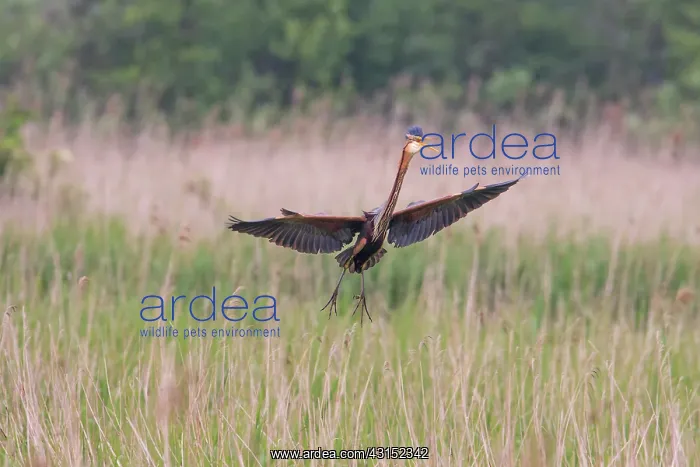 : Purple Heron : Purple Heron