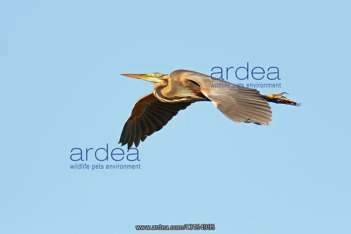 : Purple Heron : Purple Heron