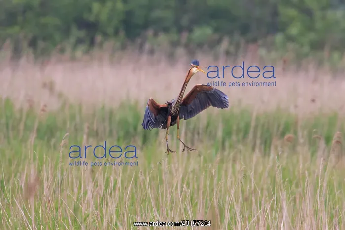 : Purple Heron : Purple Heron
