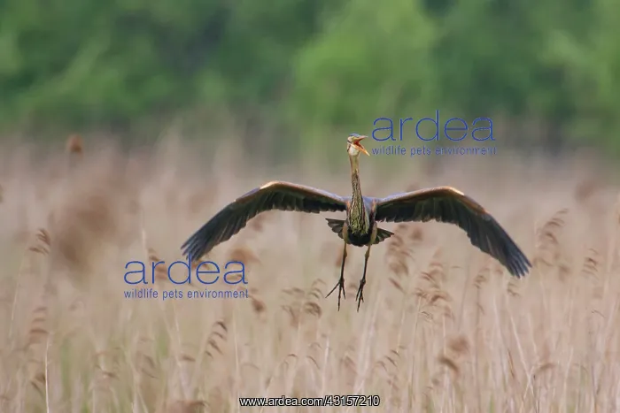 : Purple Heron : Purple Heron
