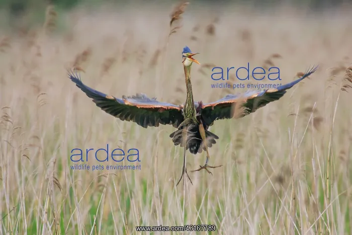 : Purple Heron : Purple Heron