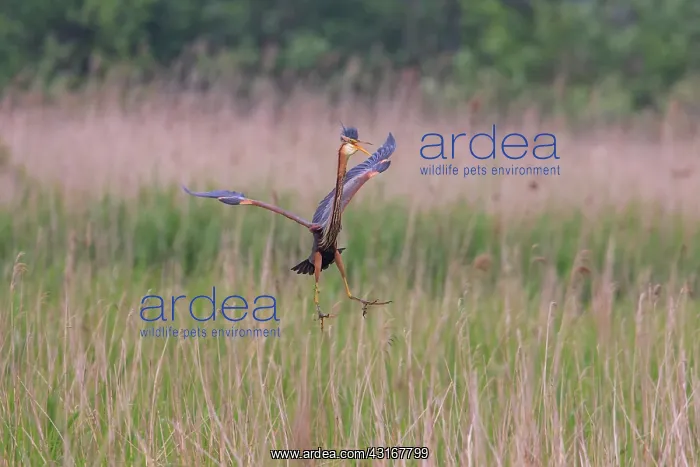 : Purple Heron : Purple Heron