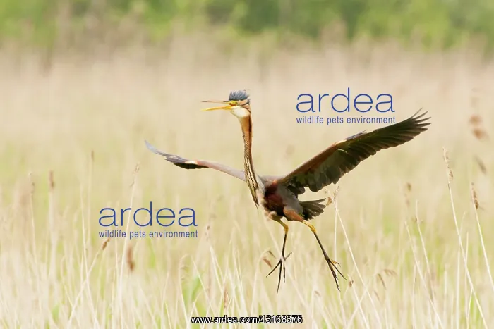 : Purple Heron : Purple Heron