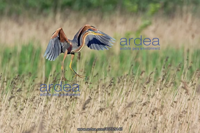 : Purple Heron : Purple Heron