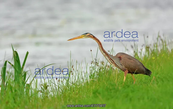 : Purple Heron : Purple Heron