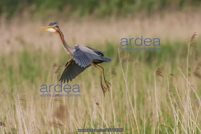 : Purple Heron : Purple Heron