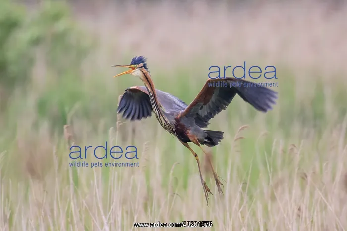 : Purple Heron : Purple Heron