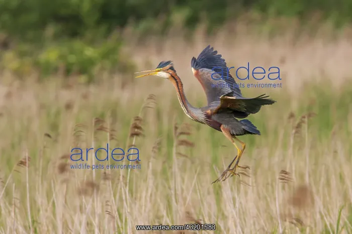 : Purple Heron : Purple Heron