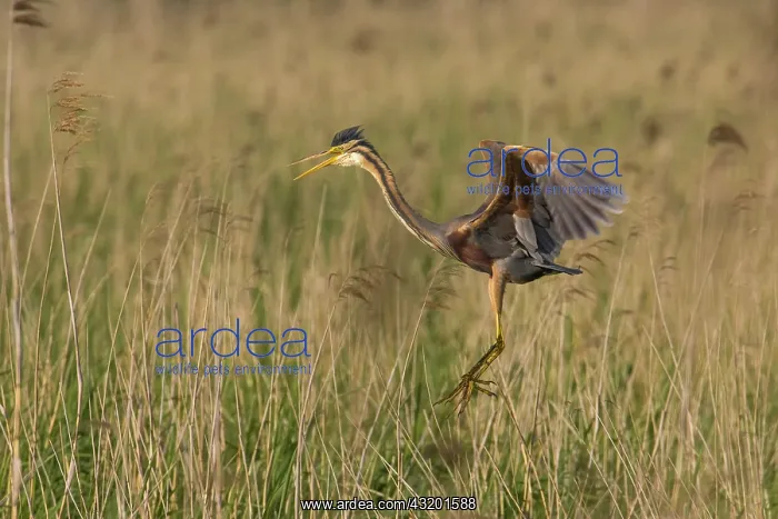 : Purple Heron : Purple Heron