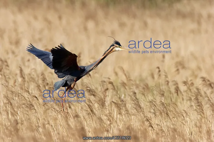 : Purple Heron : Purple Heron