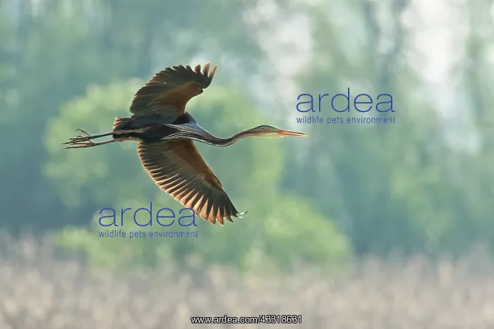 : Purple Heron : Purple Heron