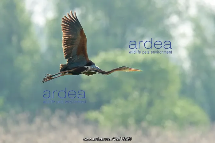 : Purple Heron : Purple Heron