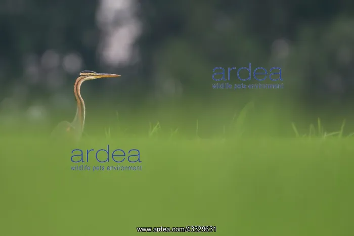  : Purple Heron