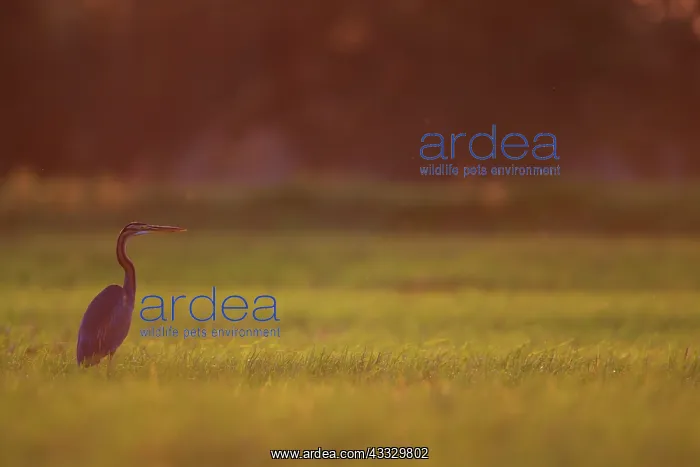 : Purple Heron : Purple Heron
