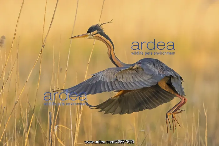 : Purple Heron, (Ardea purpurea) : Purple Heron, (Ardea purpurea)