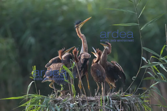 : Purple heron (Ardea purpurea ), Alto-bird with young : Purple heron (Ardea purpurea ), Alto-bird with young