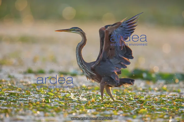 : Purple heron (Ardea purpurea), the bird searches : Purple heron (Ardea purpurea), the bird searches