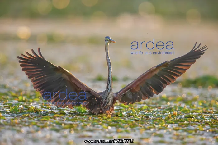 : Purple heron (Ardea purpurea), the bird searches : Purple heron (Ardea purpurea), the bird searches