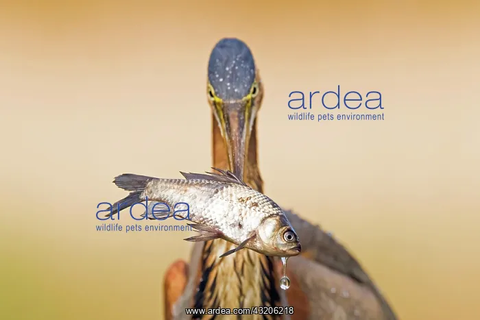: Purple heron (Ardea purpurea), captures a fish : Purple heron (Ardea purpurea), captures a fish