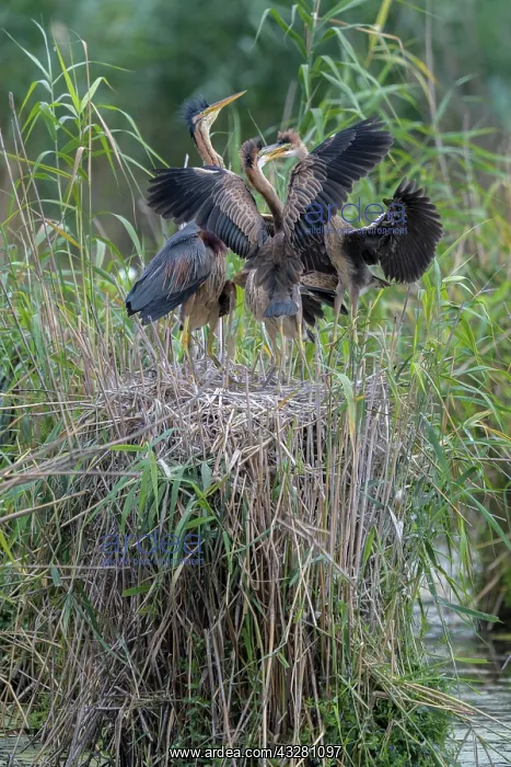 : Purple heron (Ardea purpurea), family on the nest : Purple heron (Ardea purpurea), family on the nest