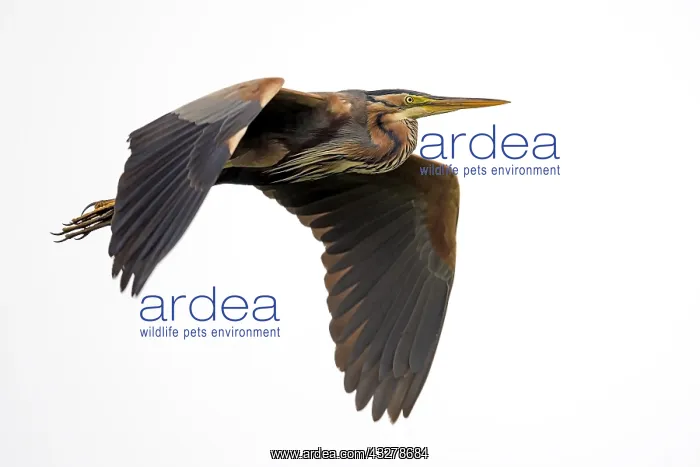: Purple heron (Ardea purpurea) in flight against : Purple heron (Ardea purpurea) in flight against