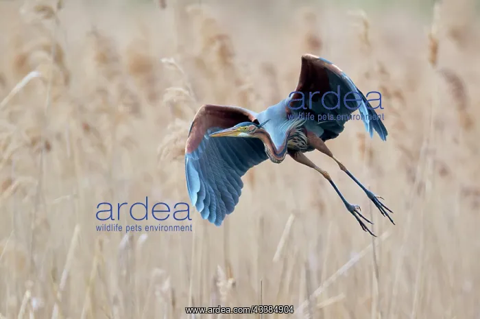 : Purple heron (Ardea purpurea) in flight, Baden-Warttemberg : Purple heron (Ardea purpurea) in flight, Baden-Warttemberg