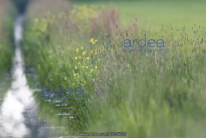 : Purple Heron (Ardea purpurea) foraging in grass : Purple Heron (Ardea purpurea) foraging in grass