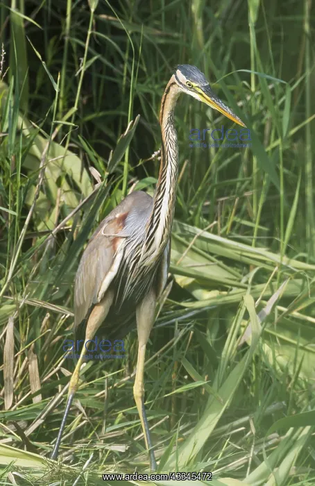  : Purple Heron (Ardea purpurea). Hunting in the reed
