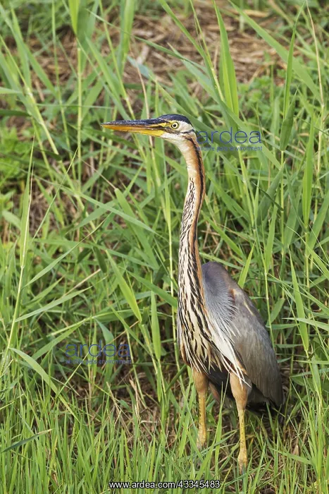 : Purple Heron (Ardea purpurea). Hunting in the reed : Purple Heron (Ardea purpurea). Hunting in the reed