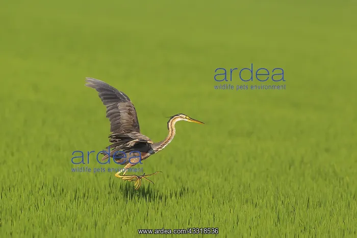 : Purple Heron (Ardea purpurea). Hunting in a rice : Purple Heron (Ardea purpurea). Hunting in a rice