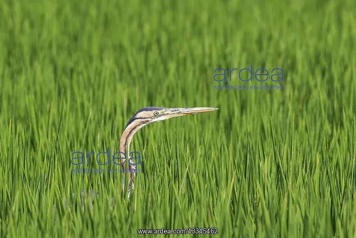 : Purple Heron (Ardea purpurea). Hunting in a rice : Purple Heron (Ardea purpurea). Hunting in a rice