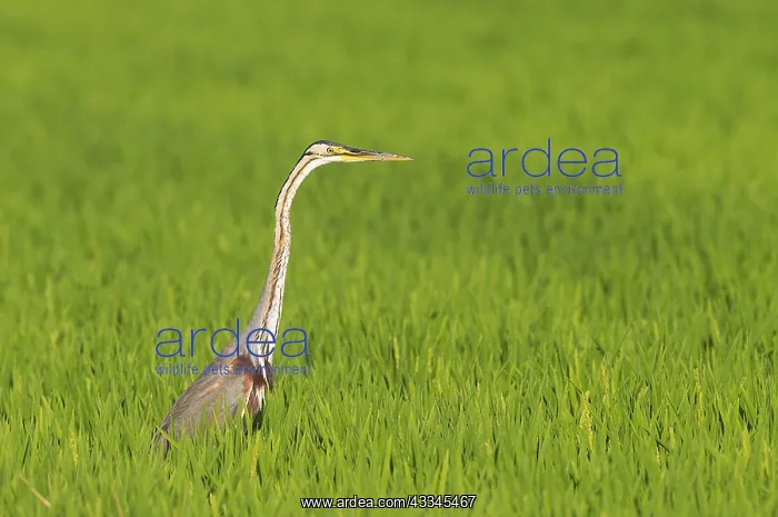 : Purple Heron (Ardea purpurea). Hunting in a rice : Purple Heron (Ardea purpurea). Hunting in a rice