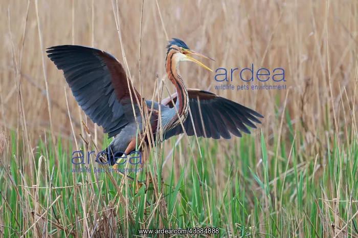 : Purple heron (Ardea purpurea) at the nest, Baden-Warttemberg : Purple heron (Ardea purpurea) at the nest, Baden-Warttemberg