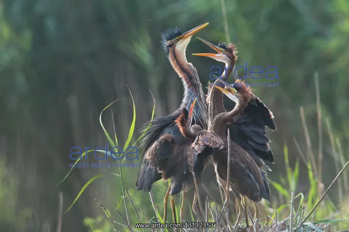 : Purple heron (Ardea purpurea) at nest with young : Purple heron (Ardea purpurea) at nest with young