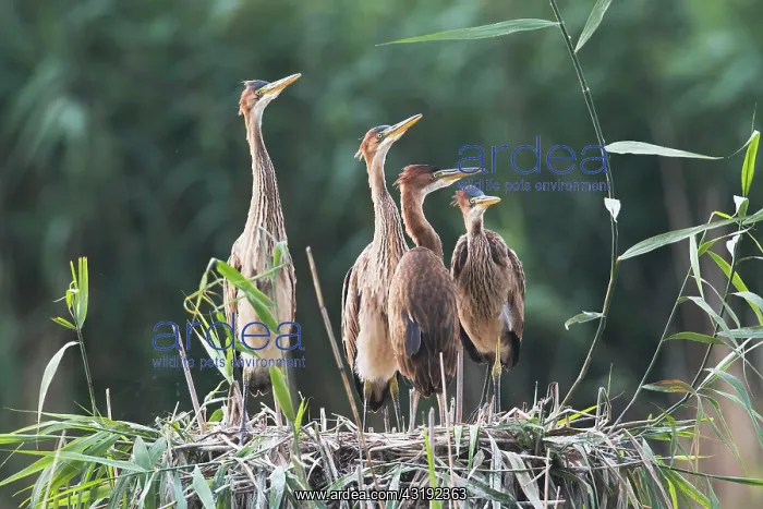 : Purple heron (Ardea purpurea), nest with young : Purple heron (Ardea purpurea), nest with young