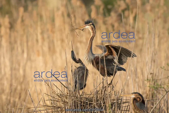 : Purple Heron (Ardea purpurea) pair building nest : Purple Heron (Ardea purpurea) pair building nest